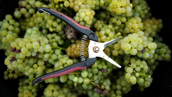 Collected grapes are seen with a pair of secateur in a box at the Domaine Pinson vineyard during the Chablis wine harvest in Chablis, France, September 5, 2017.  - Sputnik International