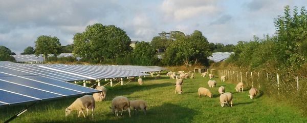 Solar farm with sheep grazing, Pembrokeshire Solar farm with sheep grazing, Pembrokeshire - Sputnik International