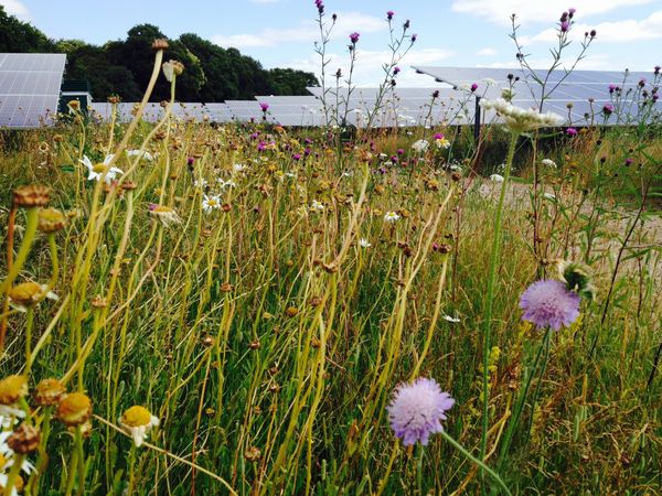 Solar farm with cornflowers, Essex Solar farm with cornflowers, Essex - Sputnik International