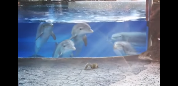 Inquisitive Dolphins Distracted by Squirrels - Sputnik International