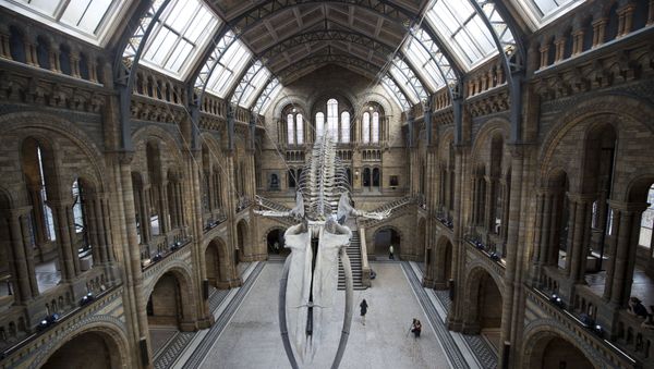 Natural History Museum in London - Sputnik International