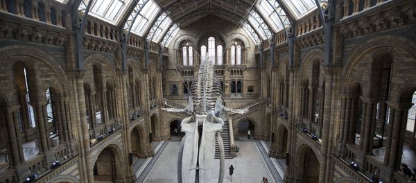 Natural History Museum in London Natural History Museum in London - Sputnik International
