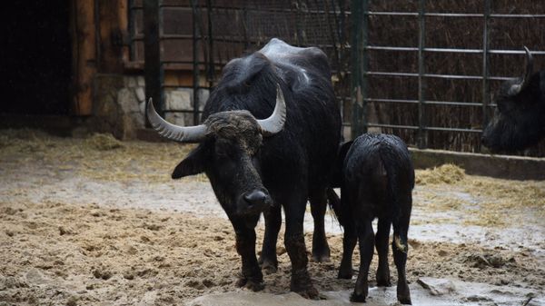 Asian water buffalo. (File) Asian water buffalo. (File) - Sputnik International