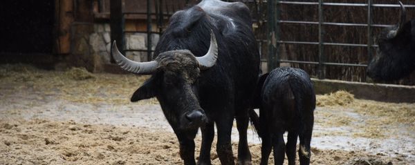 Asian water buffalo. (File) Asian water buffalo. (File) - Sputnik International