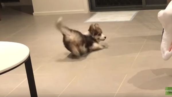 ‘Too Far!’: Corgi Terrified by Owners’ New Pillow - Sputnik International
