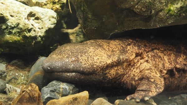 Japanese giant salamander - Sputnik International