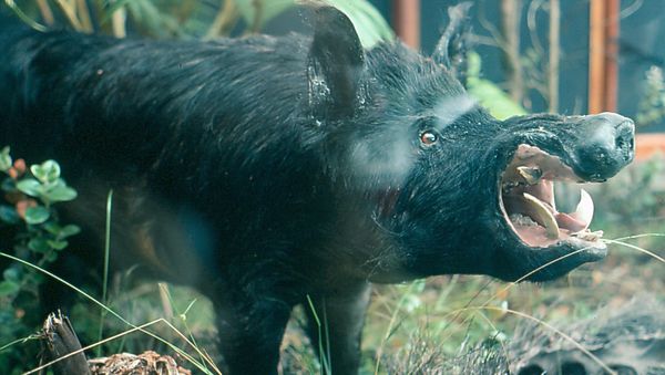 Wild boar - Sputnik International