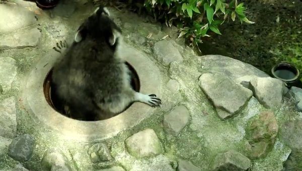 Charentacean zoo, raccoon - Sputnik International