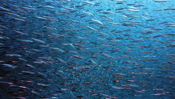 Fish Fish - Sputnik International