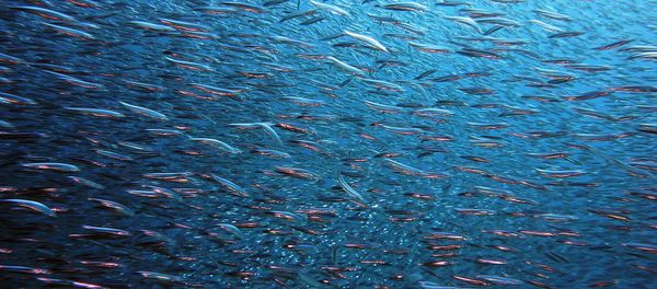 Fish - Sputnik International
