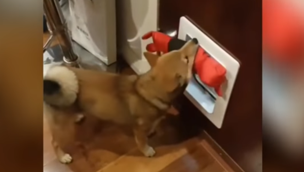 Pig in a Pickle: Pup Solves Doggy Door Puzzle - Sputnik International