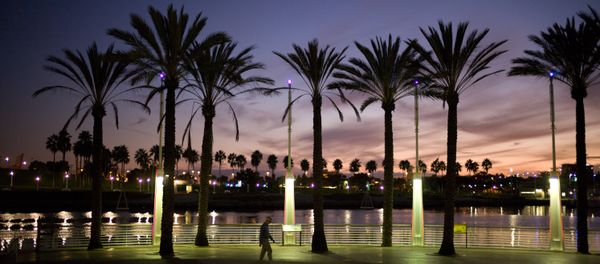 Palm Trees California - Sputnik International