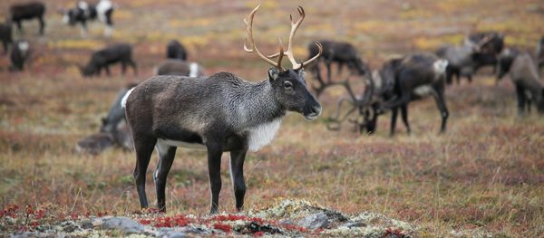 Reindeer Reindeer - Sputnik International