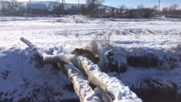 Это фиаско братан! Instagram @shiba_stiv - Sputnik International