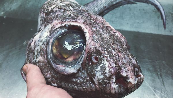 Fish - Sputnik International