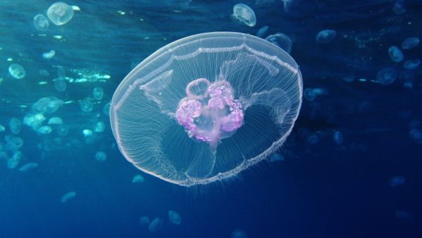 Moon jellyfish (Aurelia aurita) Moon jellyfish (Aurelia aurita) - Sputnik International