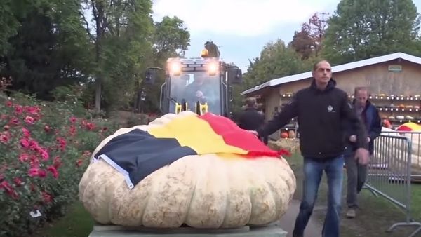 The Pumpkin Weigh-Off Championship - Sputnik International