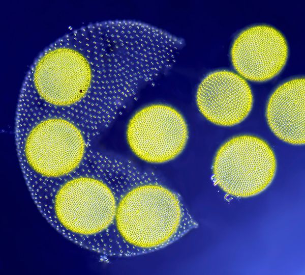 Nikon's Small World: Best Microscope Photos of 2017 Nikon's Small World: Best Microscope Photos of 2017 - Sputnik International