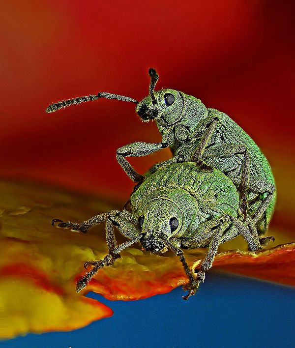 Nikon's Small World: Best Microscope Photos of 2017 Nikon's Small World: Best Microscope Photos of 2017 - Sputnik International