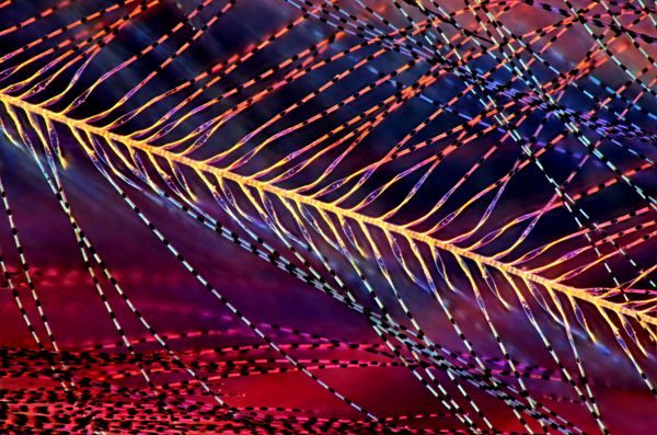 Nikon's Small World: Best Microscope Photos of 2017 Nikon's Small World: Best Microscope Photos of 2017 - Sputnik International