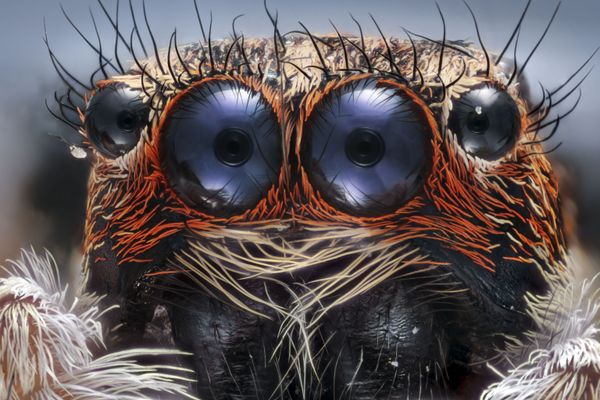 Nikon's Small World: Best Microscope Photos of 2017 Nikon's Small World: Best Microscope Photos of 2017 - Sputnik International