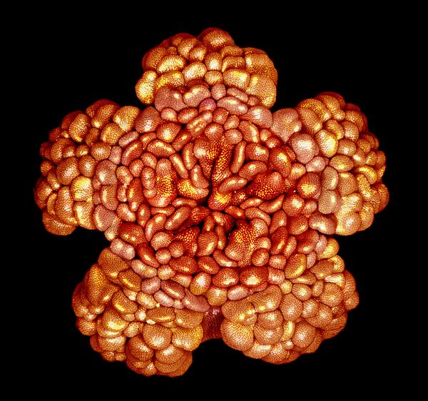 Nikon's Small World: Best Microscope Photos of 2017 Nikon's Small World: Best Microscope Photos of 2017 - Sputnik International