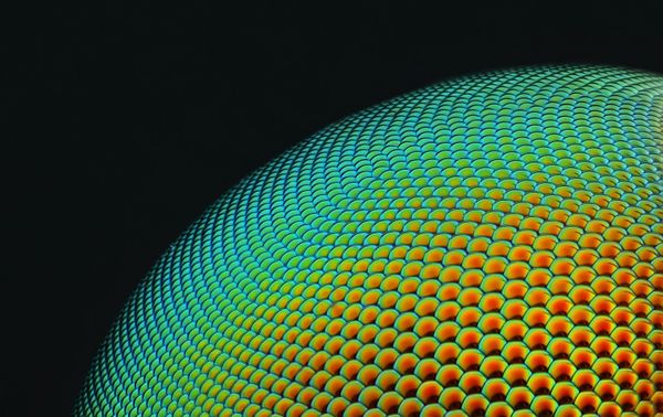 Nikon's Small World: Best Microscope Photos of 2017 Nikon's Small World: Best Microscope Photos of 2017 - Sputnik International