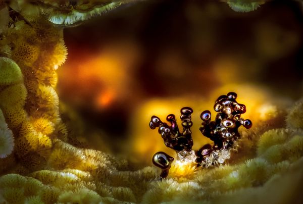 Nikon's Small World: Best Microscope Photos of 2017 Nikon's Small World: Best Microscope Photos of 2017 - Sputnik International