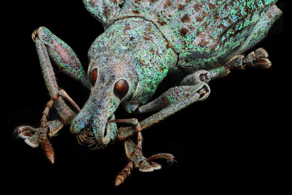 Nikon's Small World: Best Microscope Photos of 2017 Nikon's Small World: Best Microscope Photos of 2017 - Sputnik International