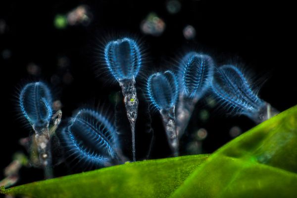 Nikon's Small World: Best Microscope Photos of 2017 Nikon's Small World: Best Microscope Photos of 2017 - Sputnik International