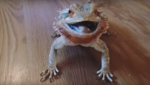 Bearded Dragon’s Blueberry Bonanza - Sputnik International
