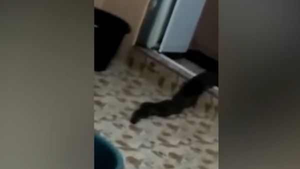 Real life swamp monster crawls out of toilet and slithers across the floor in stomach churning foota - Sputnik International