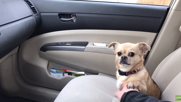 Ruff Day: Pup Delays Vet Trip - Sputnik International