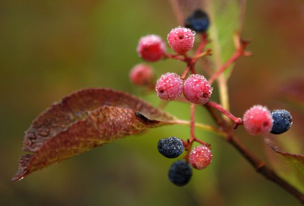 Vibrant Colors of Fall Spattered Across the Globe - Sputnik International
