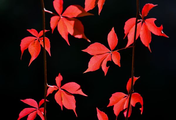 Vibrant Colors of Fall Spattered Across the Globe - Sputnik International