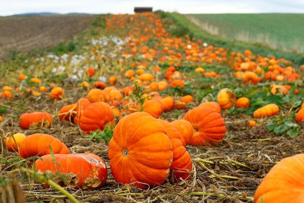 Vibrant Colors of Fall Spattered Across the Globe - Sputnik International