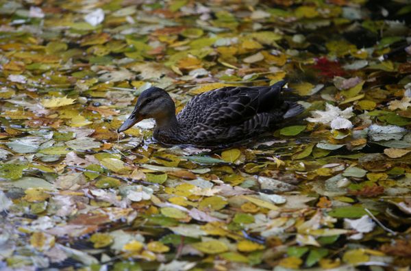 Vibrant Colors of Fall Spattered Across the Globe - Sputnik International