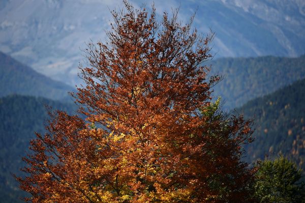 Vibrant Colors of Fall Spattered Across the Globe - Sputnik International