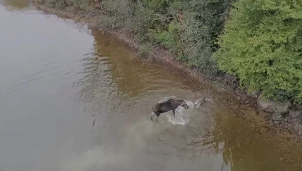 Northern Ontario Moose vs Wolf - Sputnik International