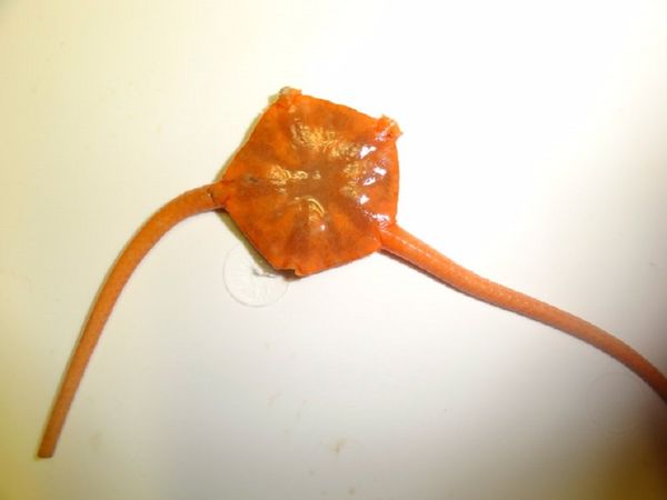 An Ophiuroidea An Ophiuroidea - Sputnik International