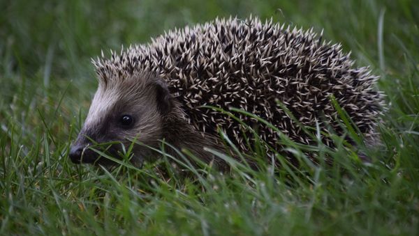 Hedgehog - Sputnik International