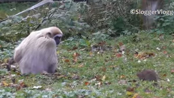 Shoo, Shoo! Gibbons Go Bananas Over Rat - Sputnik International