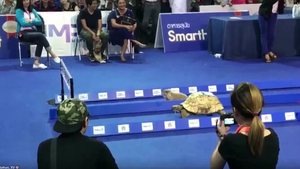 Tortoise vs. Hare Tortoise vs. Hare - Sputnik International