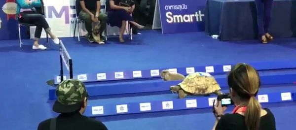 Tortoise vs. Hare - Sputnik International