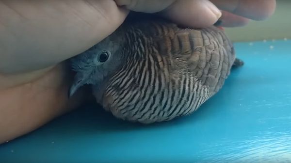 Sometimes a Dove Needs a Hug Too! - Sputnik International