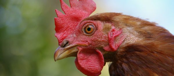 Hen head - Sputnik International