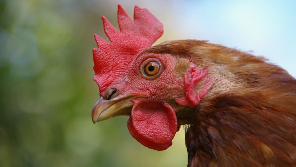 Hen head - Sputnik International