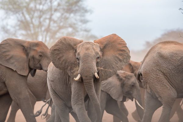 African elephants in the wild - Sputnik International