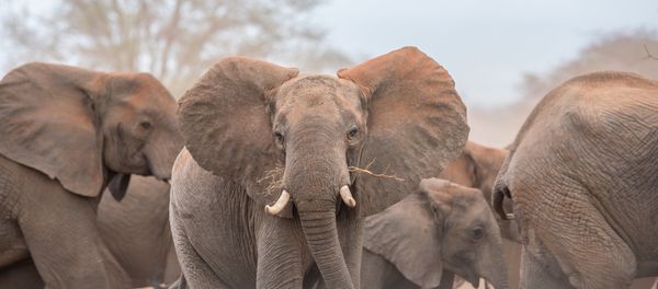 African elephants in the wild - Sputnik International