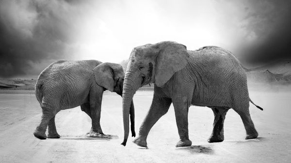 Elephants - Sputnik International